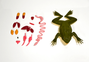 Kind Frog is a silicone-based leopard frog model that contains internal organs