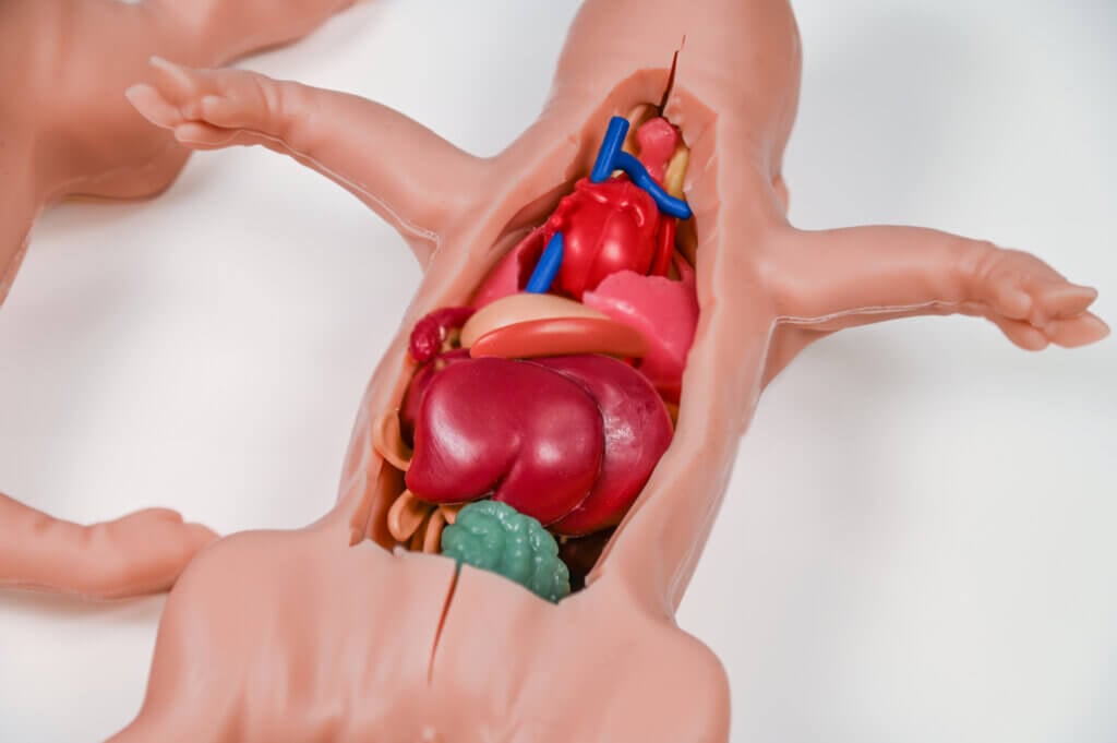 Image of Kind Piglet once opened that shows all the organs in their anatomically correct position