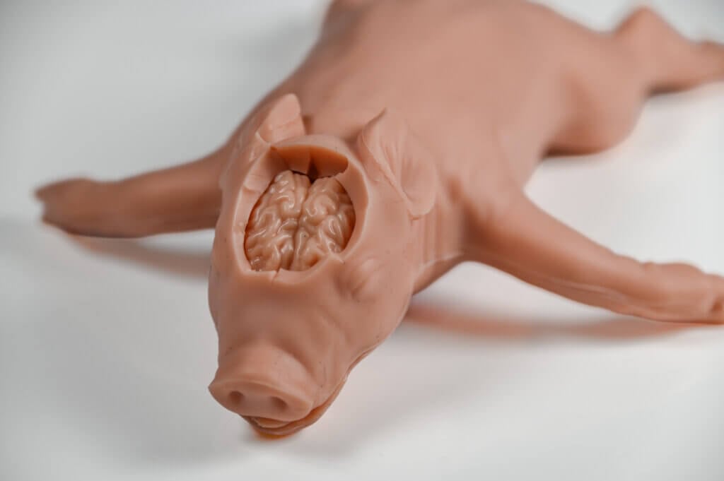 Image of Kind Piglet before dissection of the body cavity. The brain is visible.