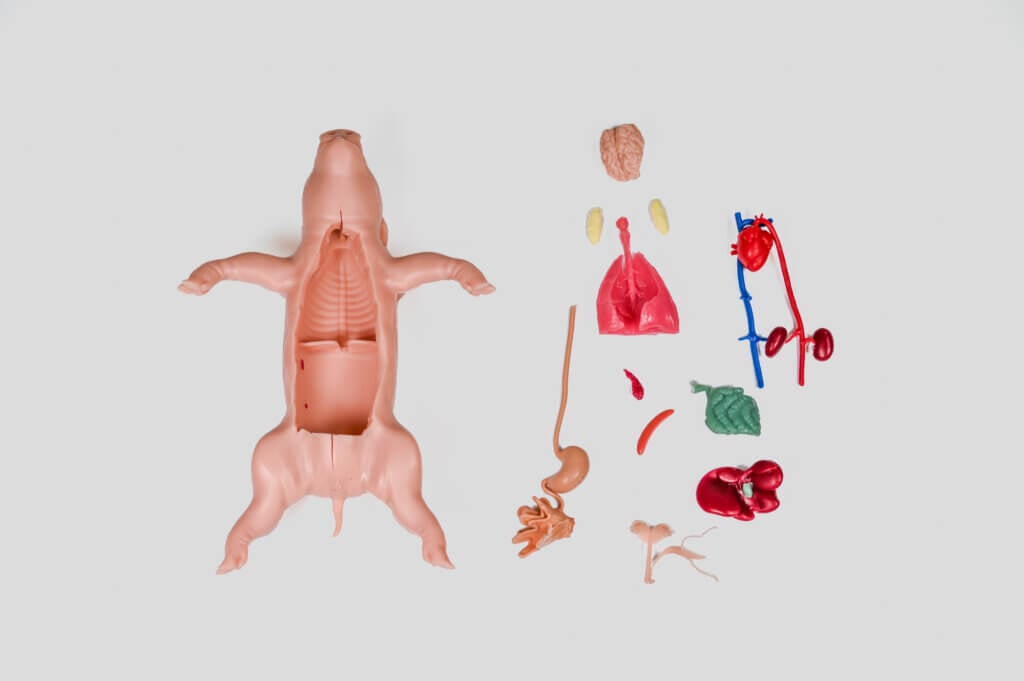 Kind Piglet. The silicon based pig model to replace dissection. Shows the empty chest cavity and organs.