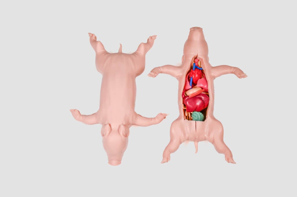 Front and back images of Kind Piglet